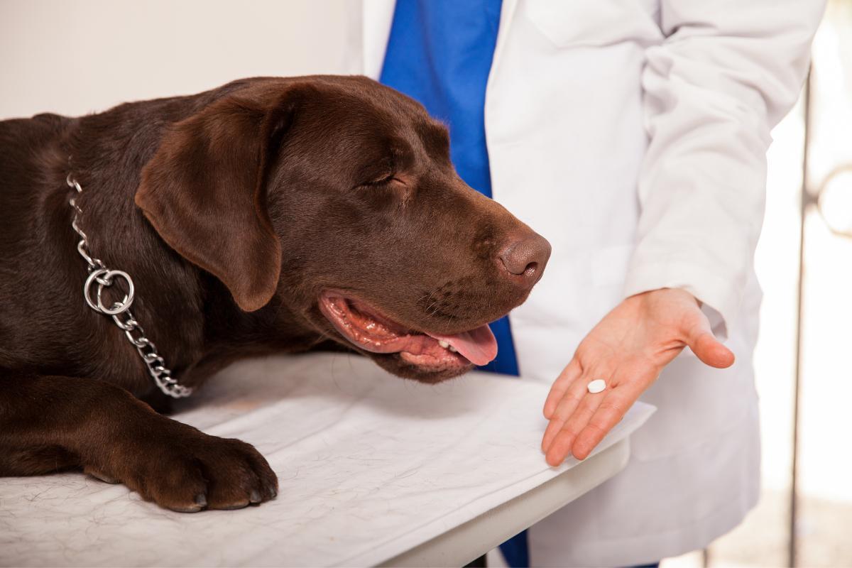 How Long Does a Dewormer Take to Work on Dogs? - Within Hours