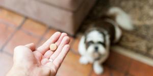 How Long Does a Dewormer Take to Work on Dogs?