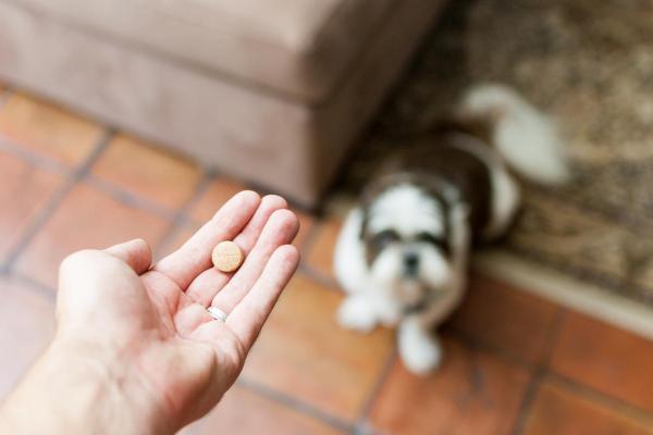 How Long Does a Dewormer Take to Work on Dogs?