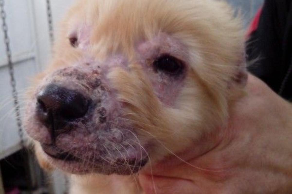 Juvenile Cellulitis in Dogs - Symptoms and Treatment