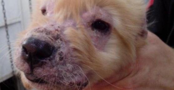 Juvenile Cellulitis in Dogs - Symptoms and Treatment
