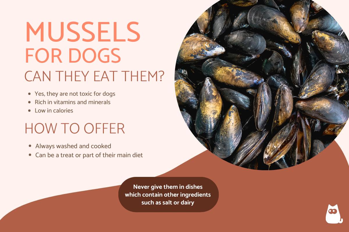 Can Dogs Eat Mussels?