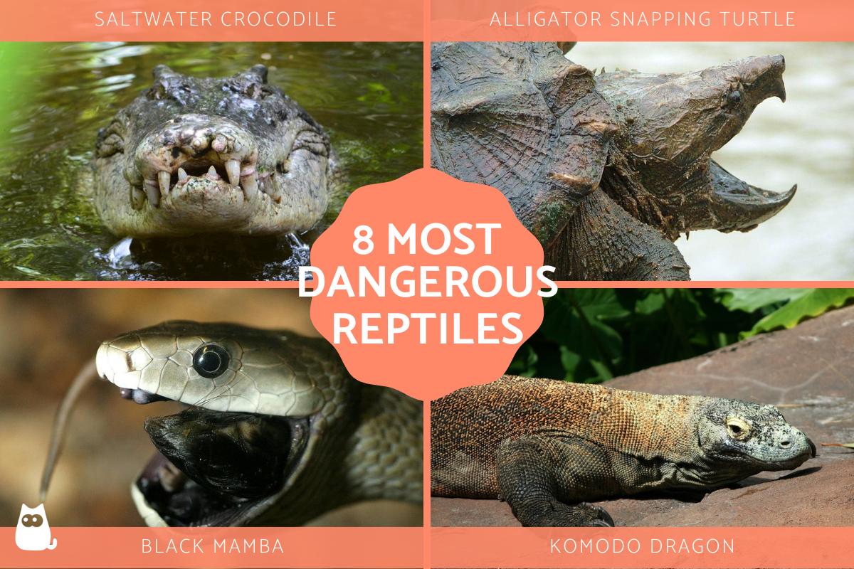 The 8 Most Dangerous Reptiles in the World