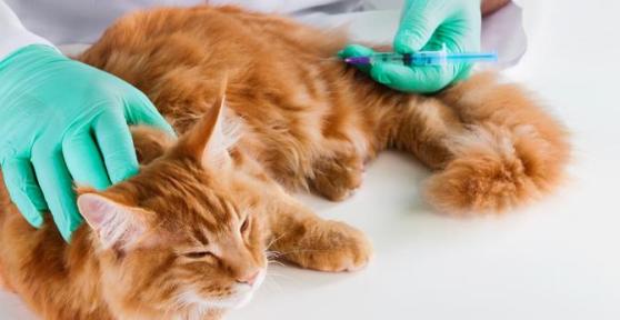 Food for Cats With Diabetes - Diabetic Cat Diet