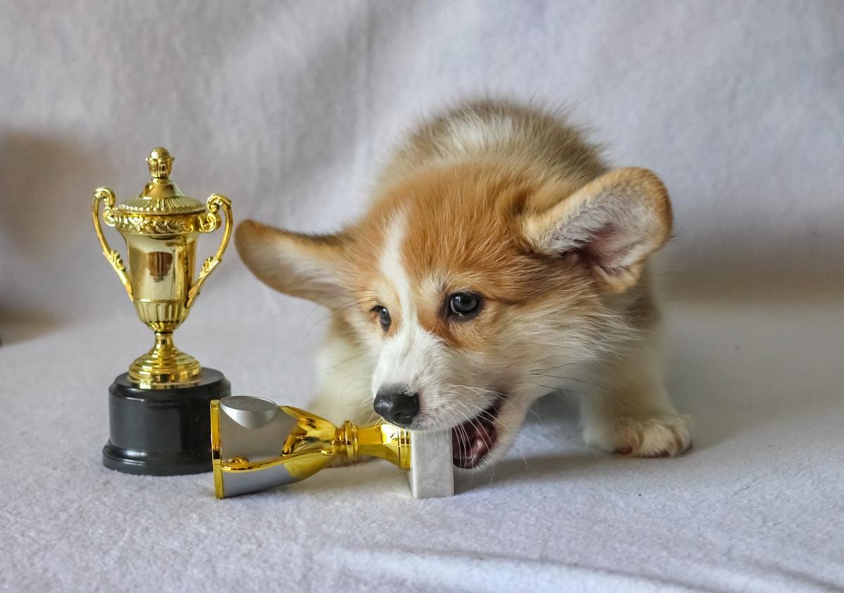 Things Dogs Do Better Than Humans