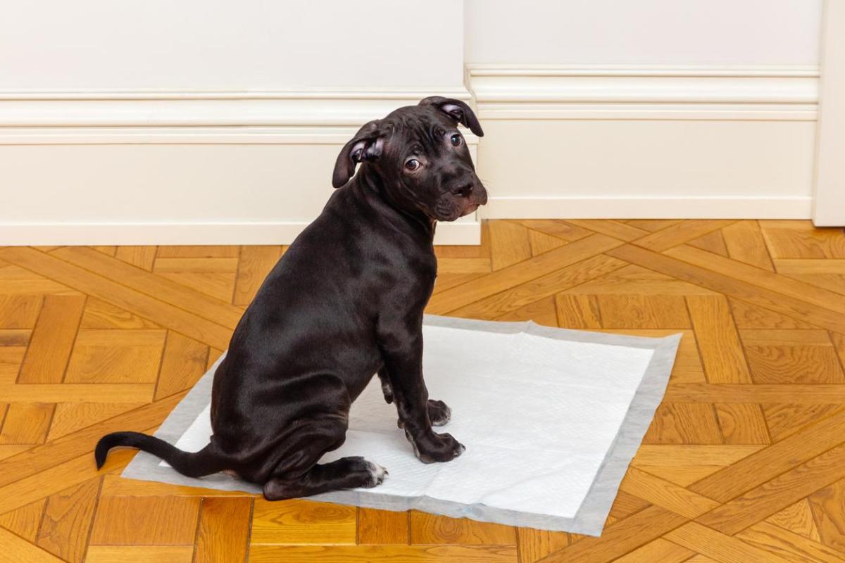 How to Potty Train your Puppy to Use a Disposable pad