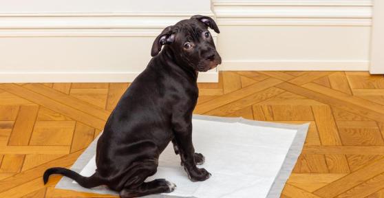 How to Potty Train your Puppy to Use a Disposable pad