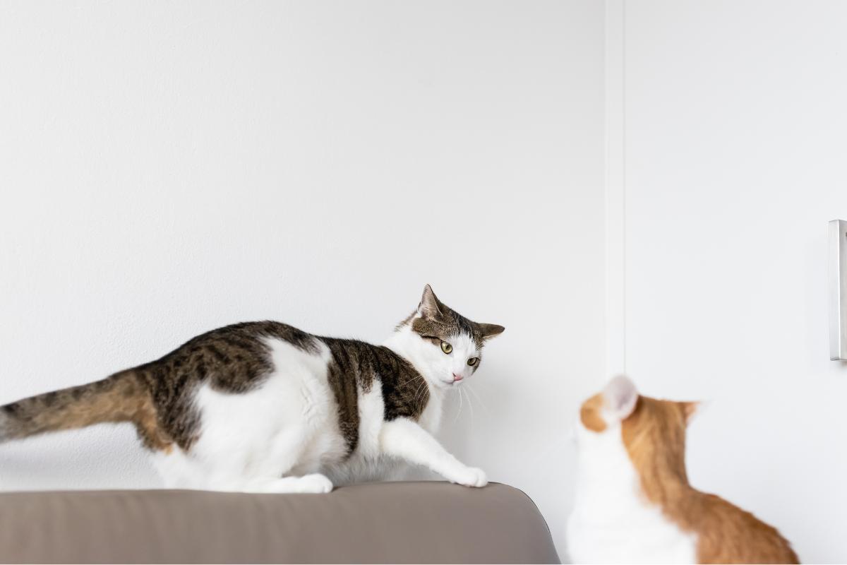 My Cat Is Hissing at My Other Cat After a Spay