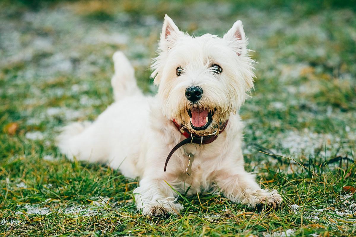 Names for White Dogs - Male and Female Ideas