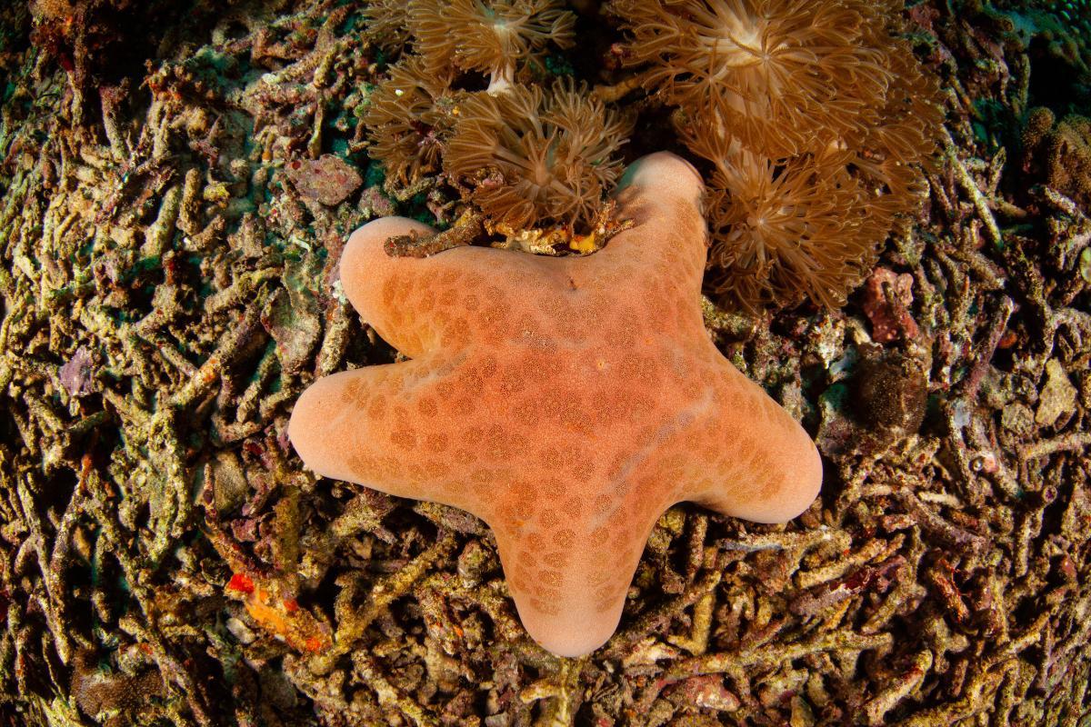 Where Do Starfish Live?