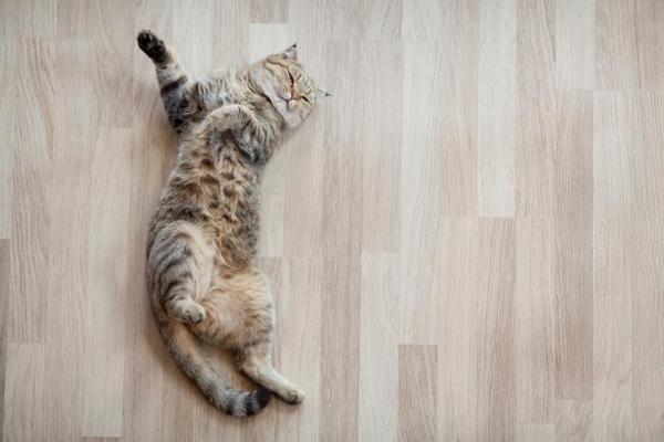 Why do Cats Roll on the Ground?