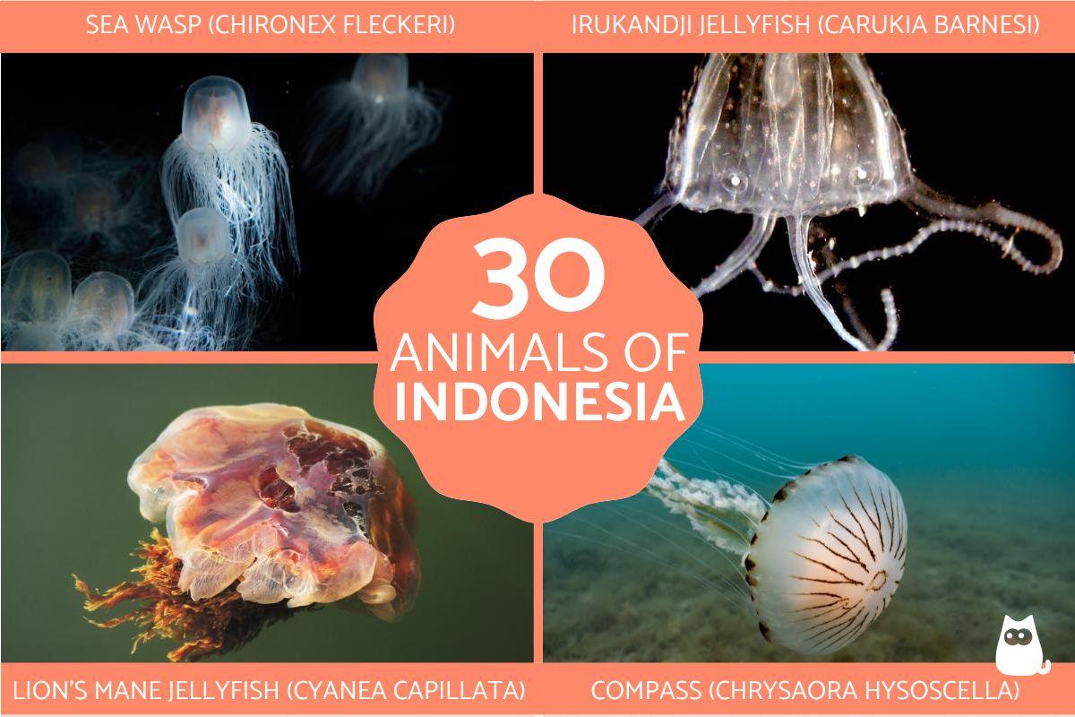 World's Most Dangerous Jellyfish