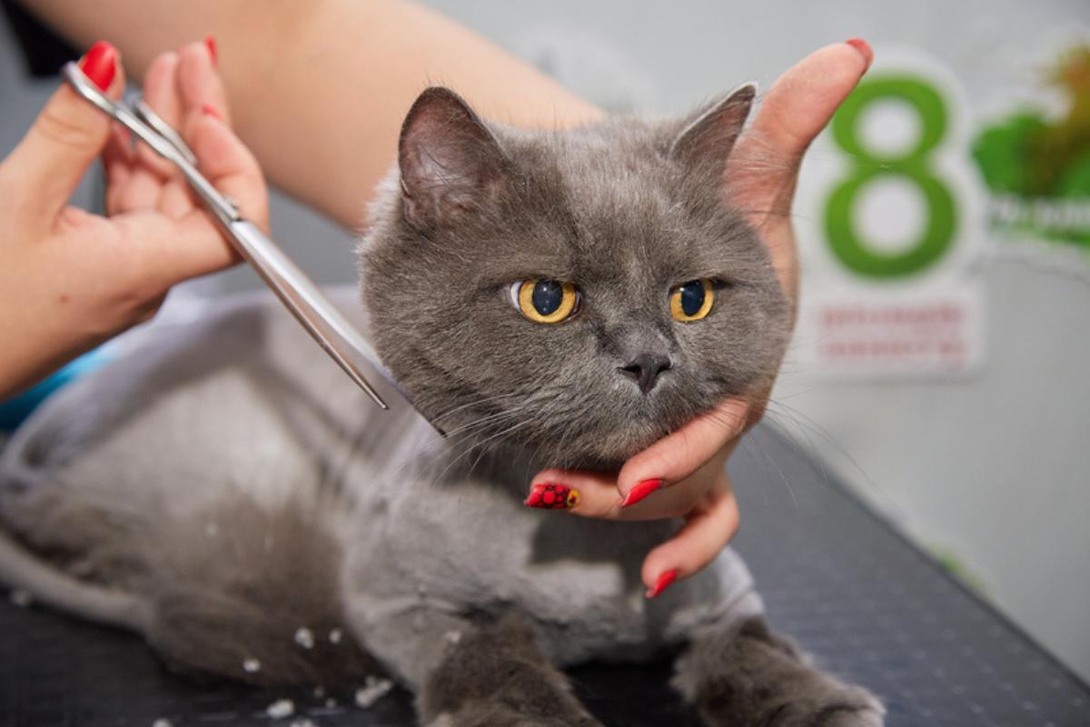Are Cat Haircuts a Good Idea Cutting Shaving or Trimming a Cat s Hair