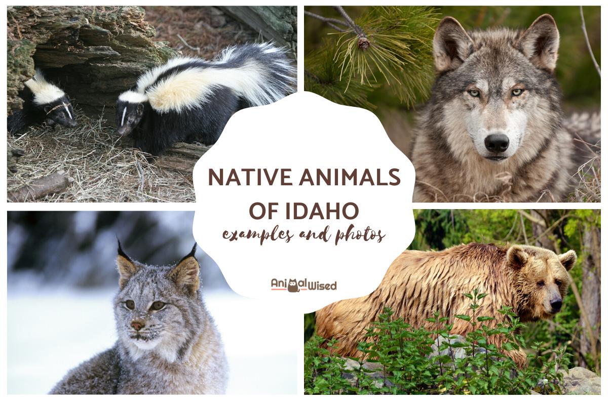 Native Animals of Idaho