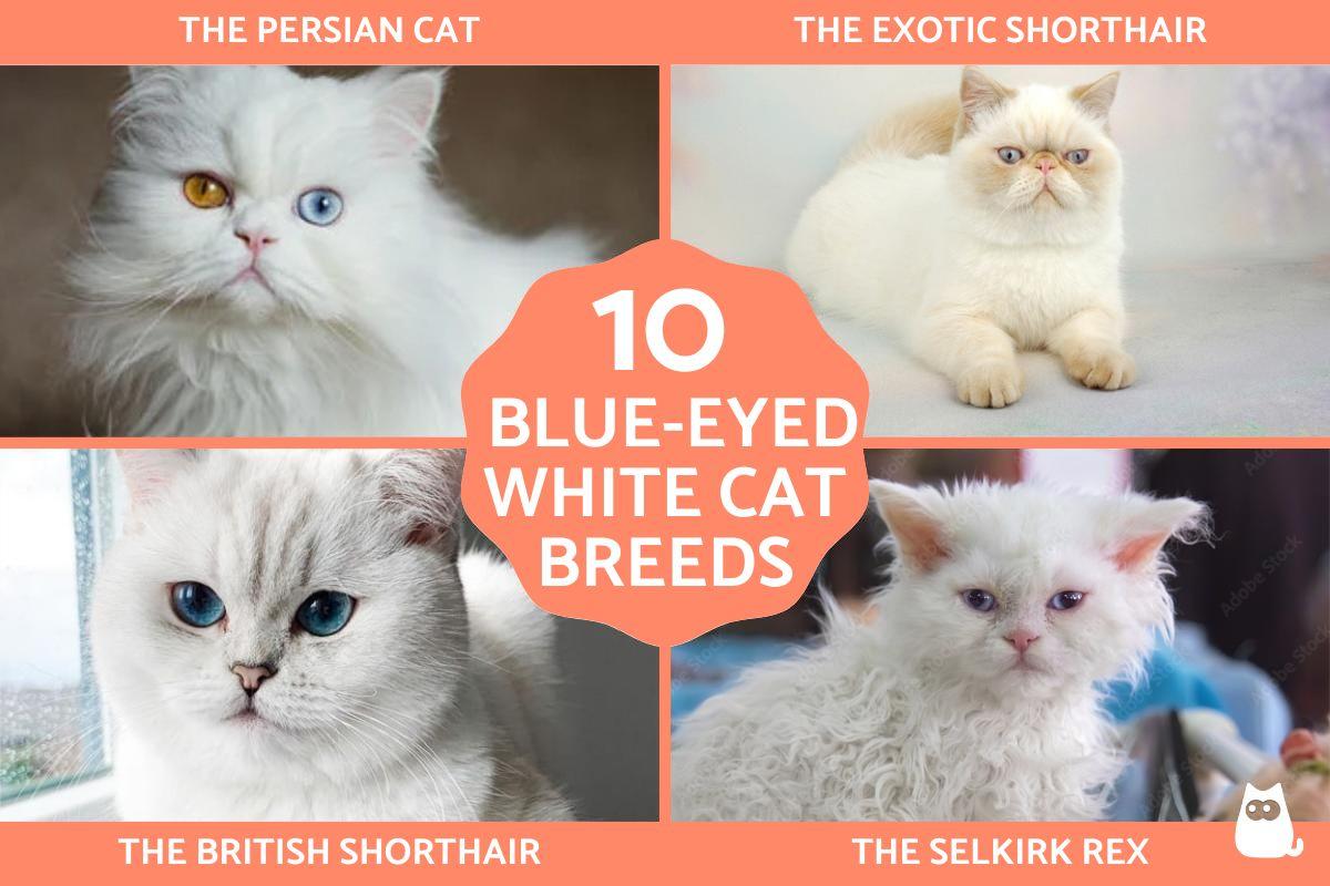Blue-Eyed White Cat Breeds