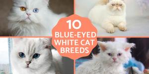 Blue-Eyed White Cat Breeds