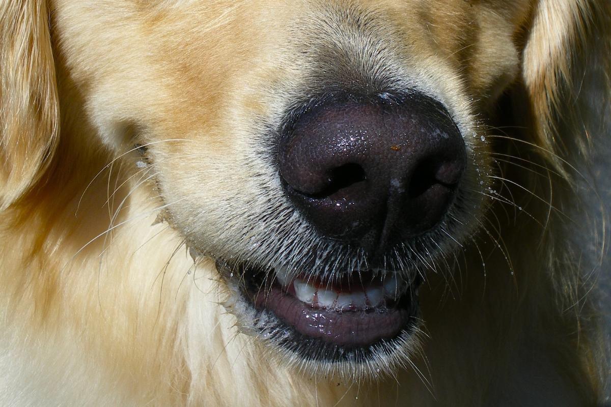 Common Dog Nose Skin Diseases