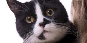 5 Things Your Cat Hates About You