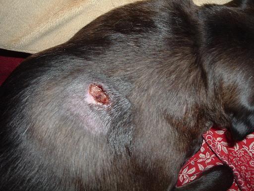 My Dog Got Bit by a Spider, What Should I Do? - Symptoms and Treatment