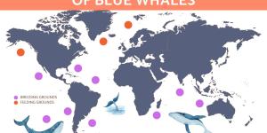 The Feeding Habits of Blue Whales