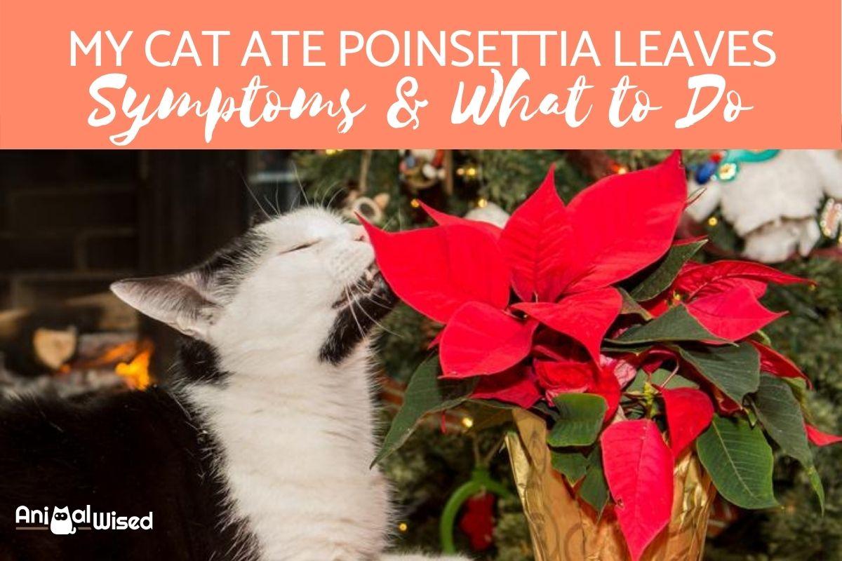 My Cat Ate Poinsettia Plant Leaves