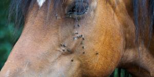 What Keeps Flies Away From Horses?