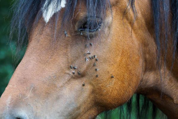 What Keeps Flies Away From Horses?