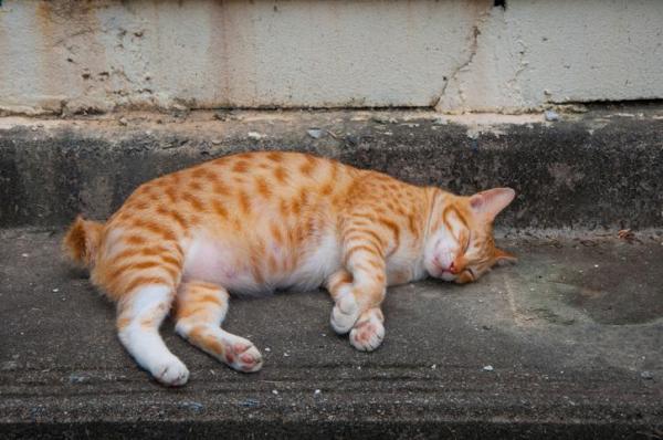 My Cat's Stomach Is Bloated and Hard - Abdominal inflammation in cats due to hyperadrenocorticism