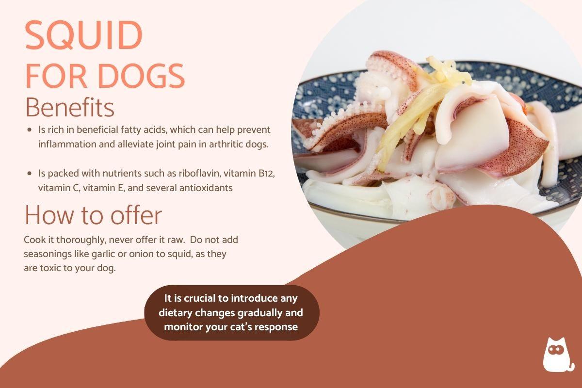 Can Dogs Eat Squid? - Benefits and How to Offer It