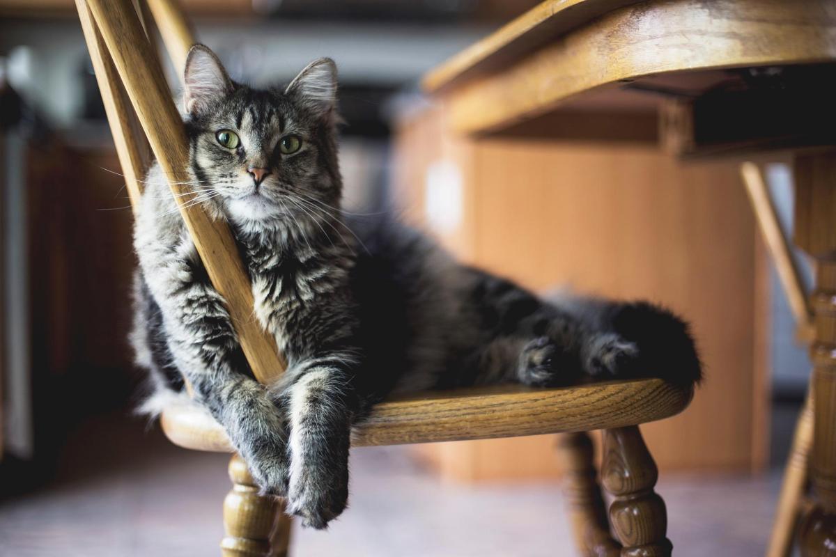 My Cat Is Climbing the Furniture