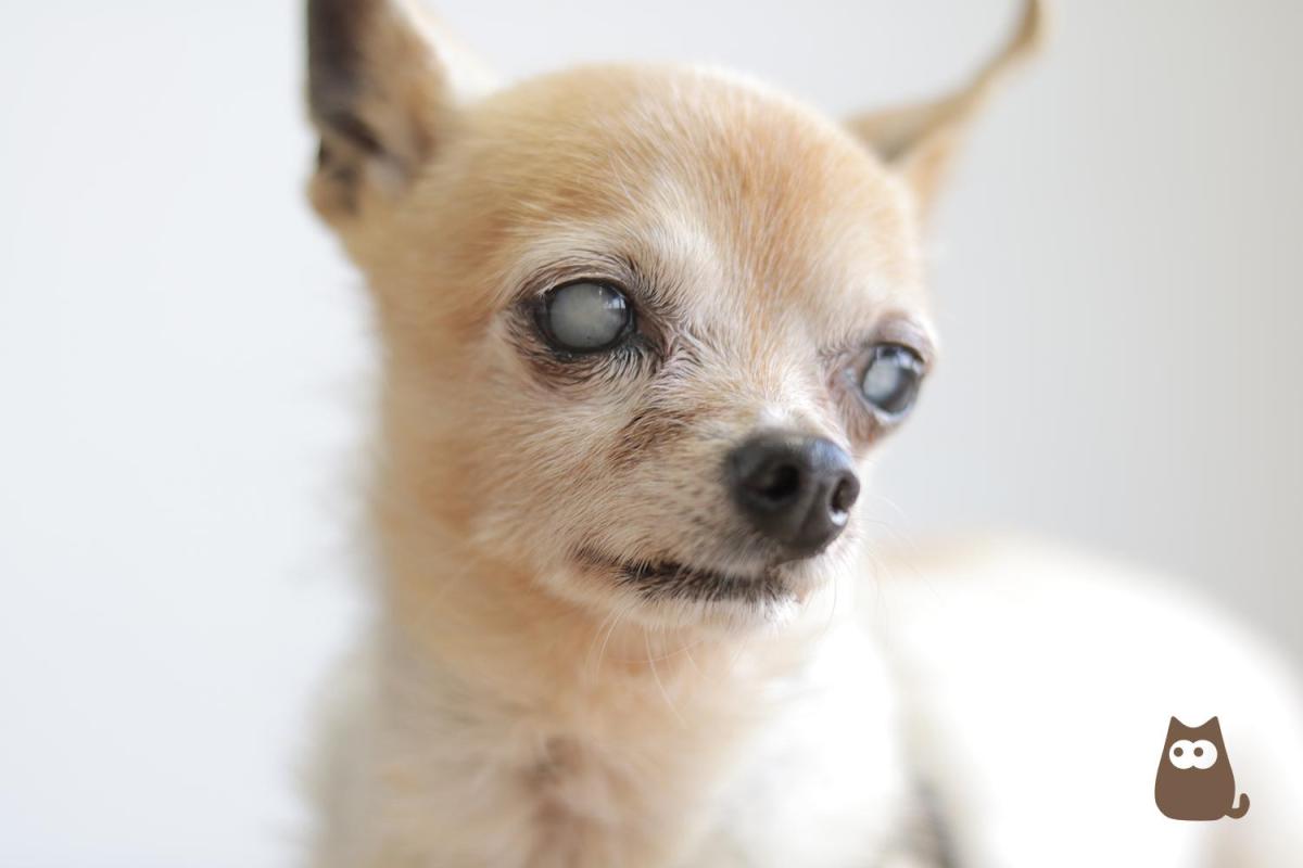 What Causes Cloudy Eyes in Dogs?