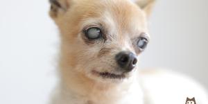 What Causes Cloudy Eyes in Dogs?