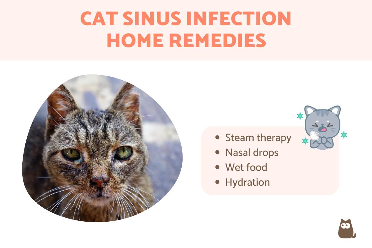 Cat Sinus Infection Home Remedies