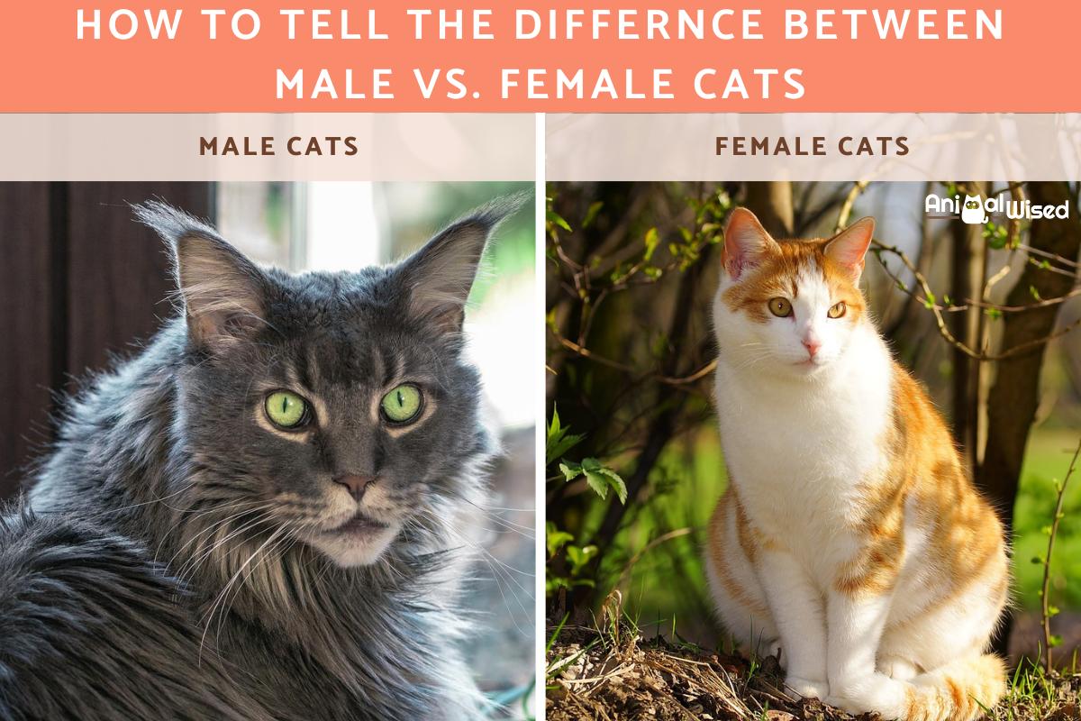 How to Tell the Difference Between Male vs. Female Kittens