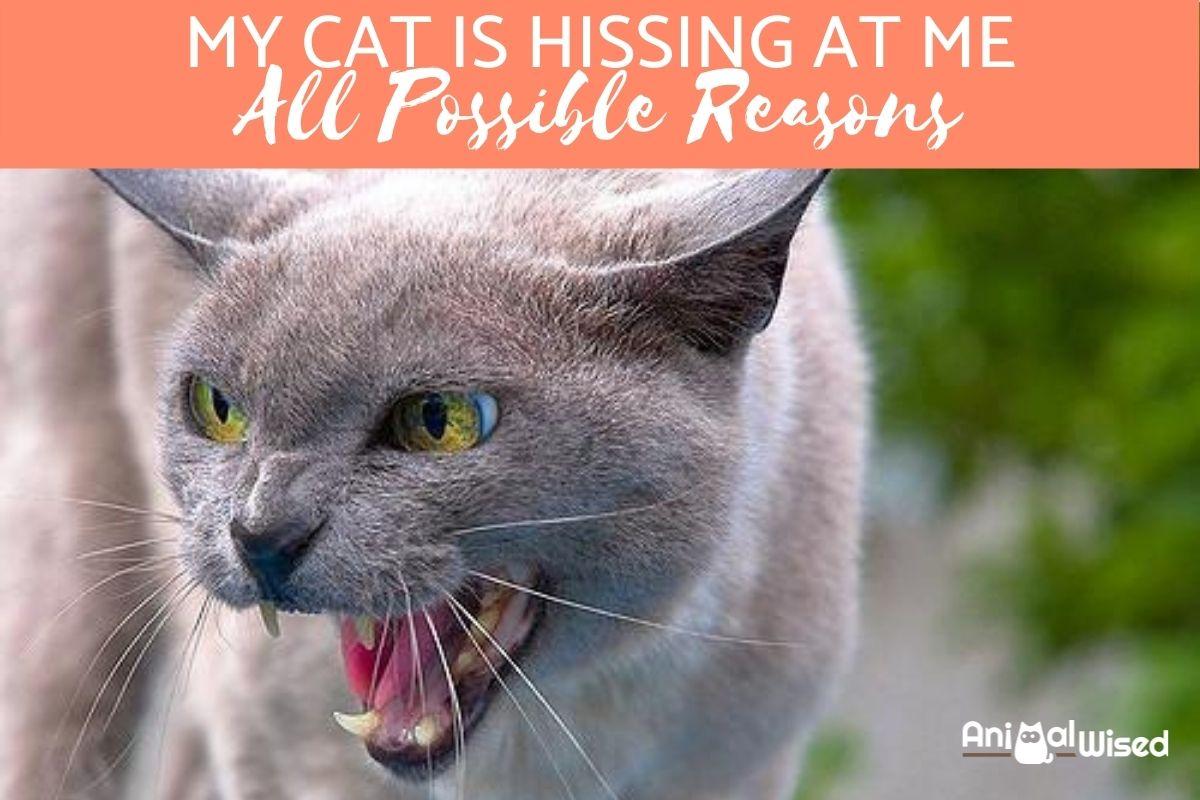 My Cat is Hissing at Me All of a Sudden