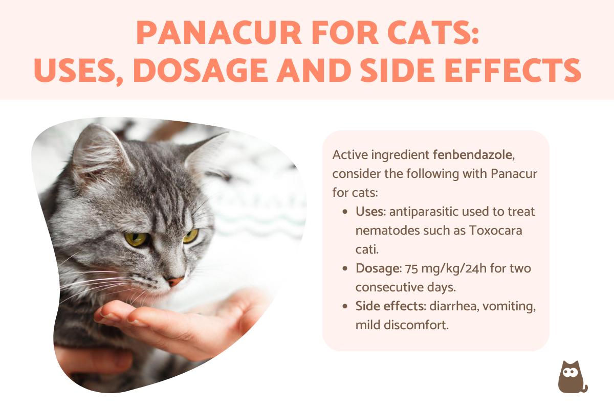 Panacur for Cats - Uses, Dosage and Side Effects