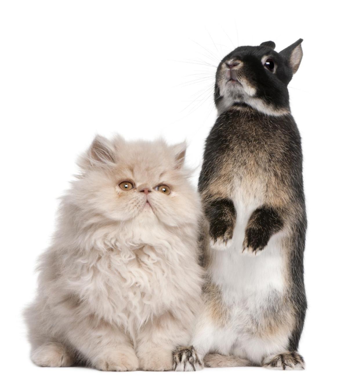 Can a Cat and a Rabbit Live Together?