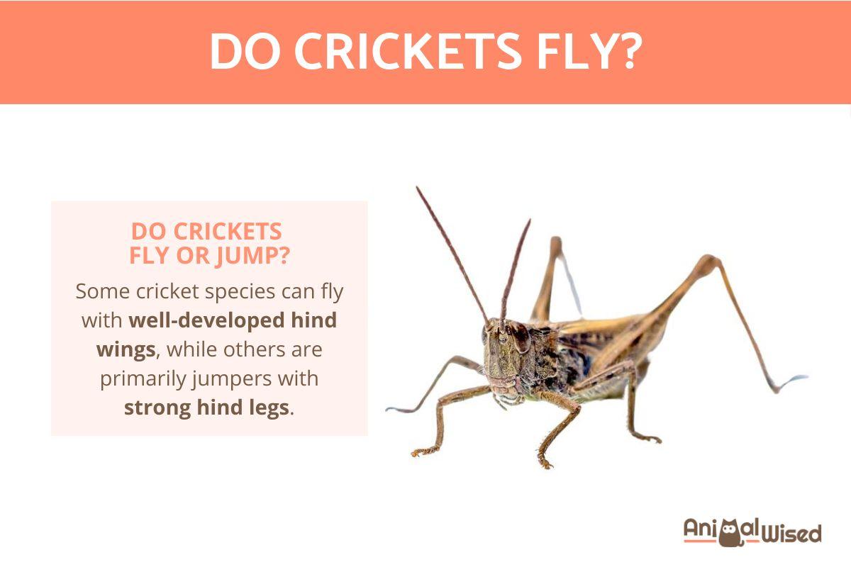 How Do Crickets Fly?