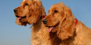 Types of Spaniel Dogs: Spaniel Breeds Around the World
