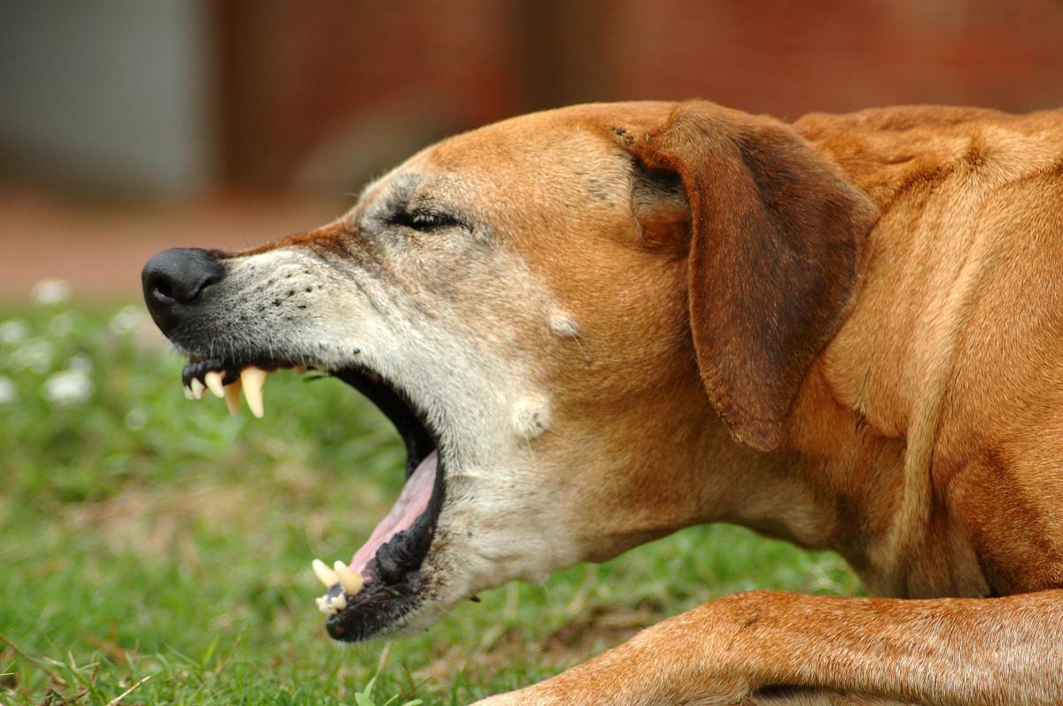 What to Expect After Deworming a Dog