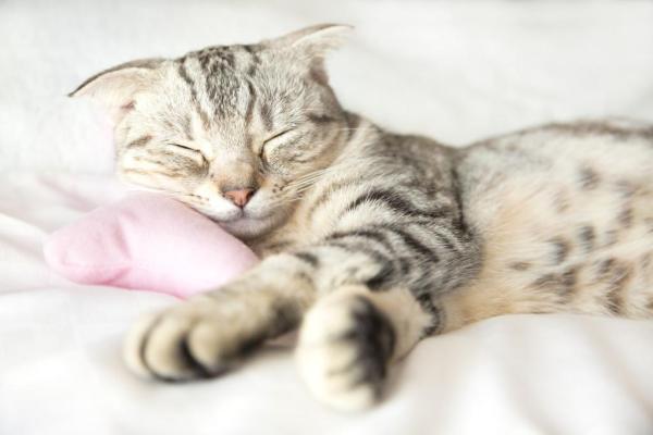 Why Does My Cat Sleep on My Feet? - Cats are territorial