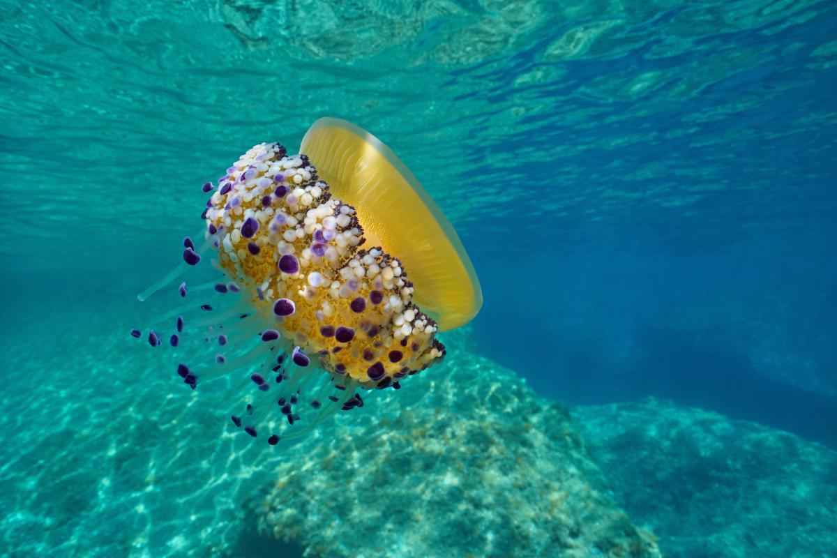 Do Fried Egg Jellyfish Sting?