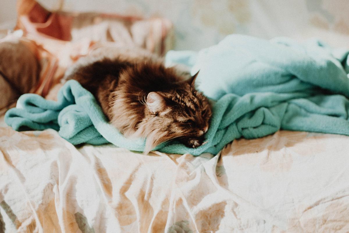 Why Does My Cat Sleep on My Feet?