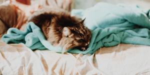 Why Does My Cat Sleep on My Feet?