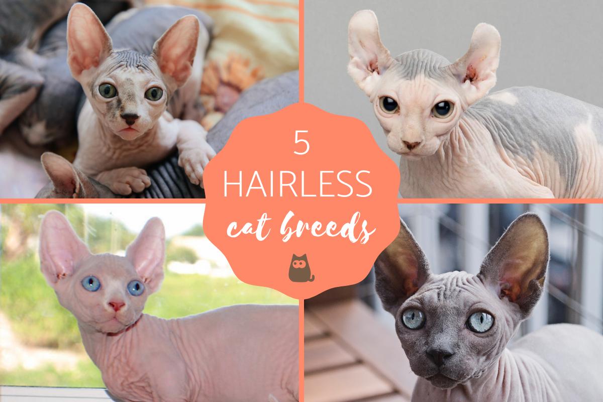 5 Hairless Cat Breeds