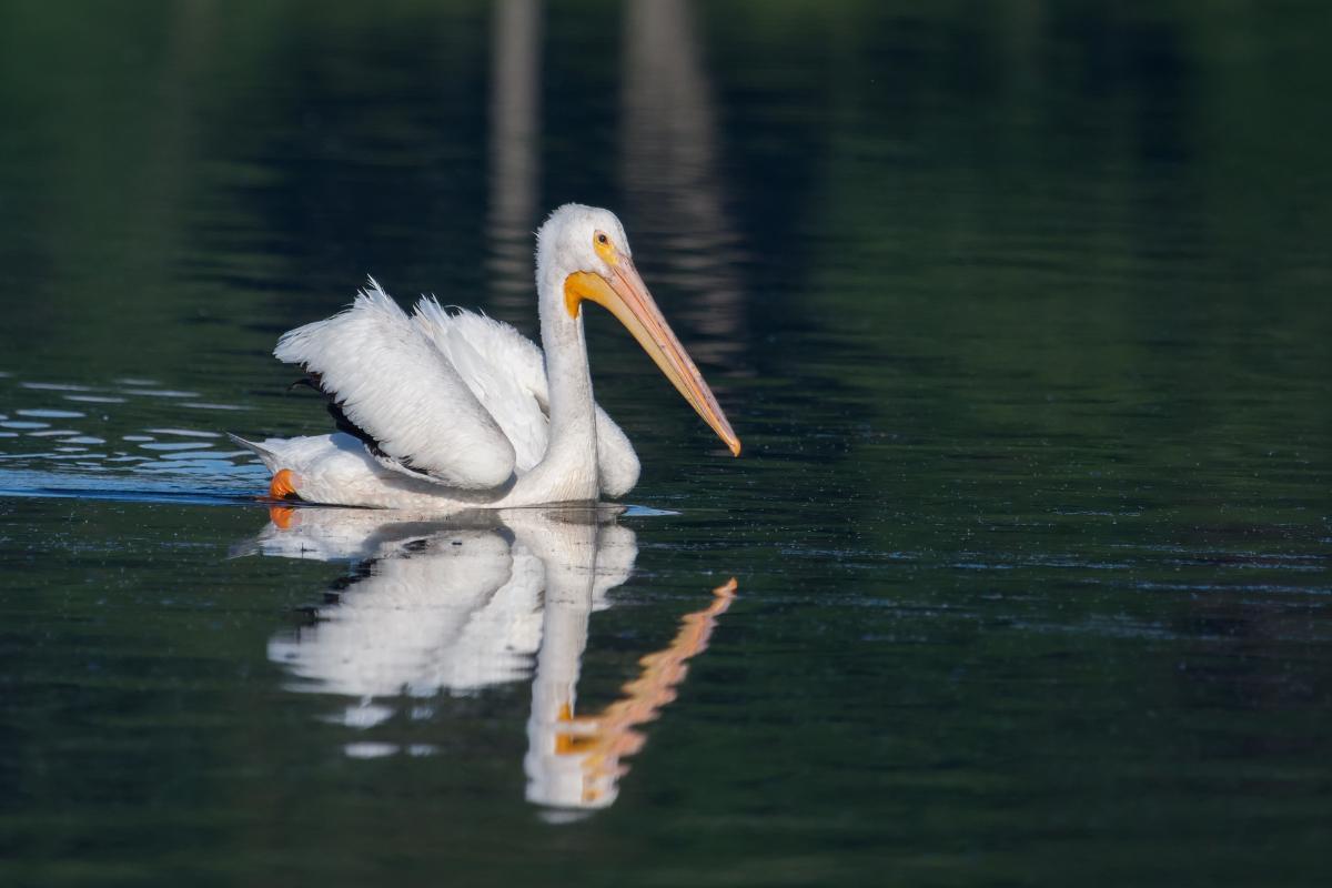 Discover Web Footed Birds Characteristics and Photos