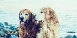 Finding my Dog a Partner - Step by Step Guide