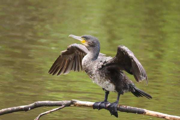 Why Do Birds Have Webbed Feet? - Great cormorant (Phalacrocorax carbo)