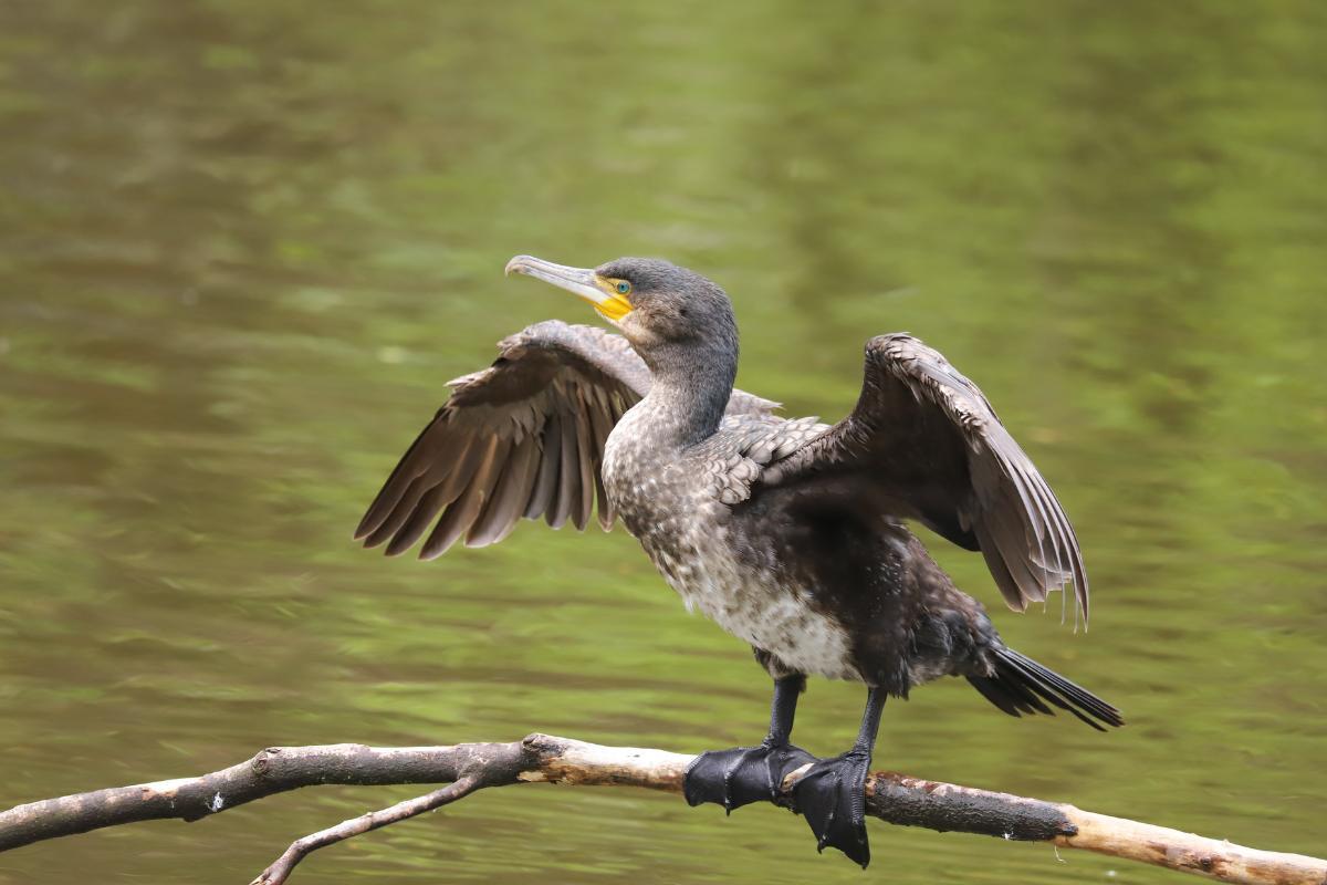 Discover Web Footed Birds Characteristics and Photos