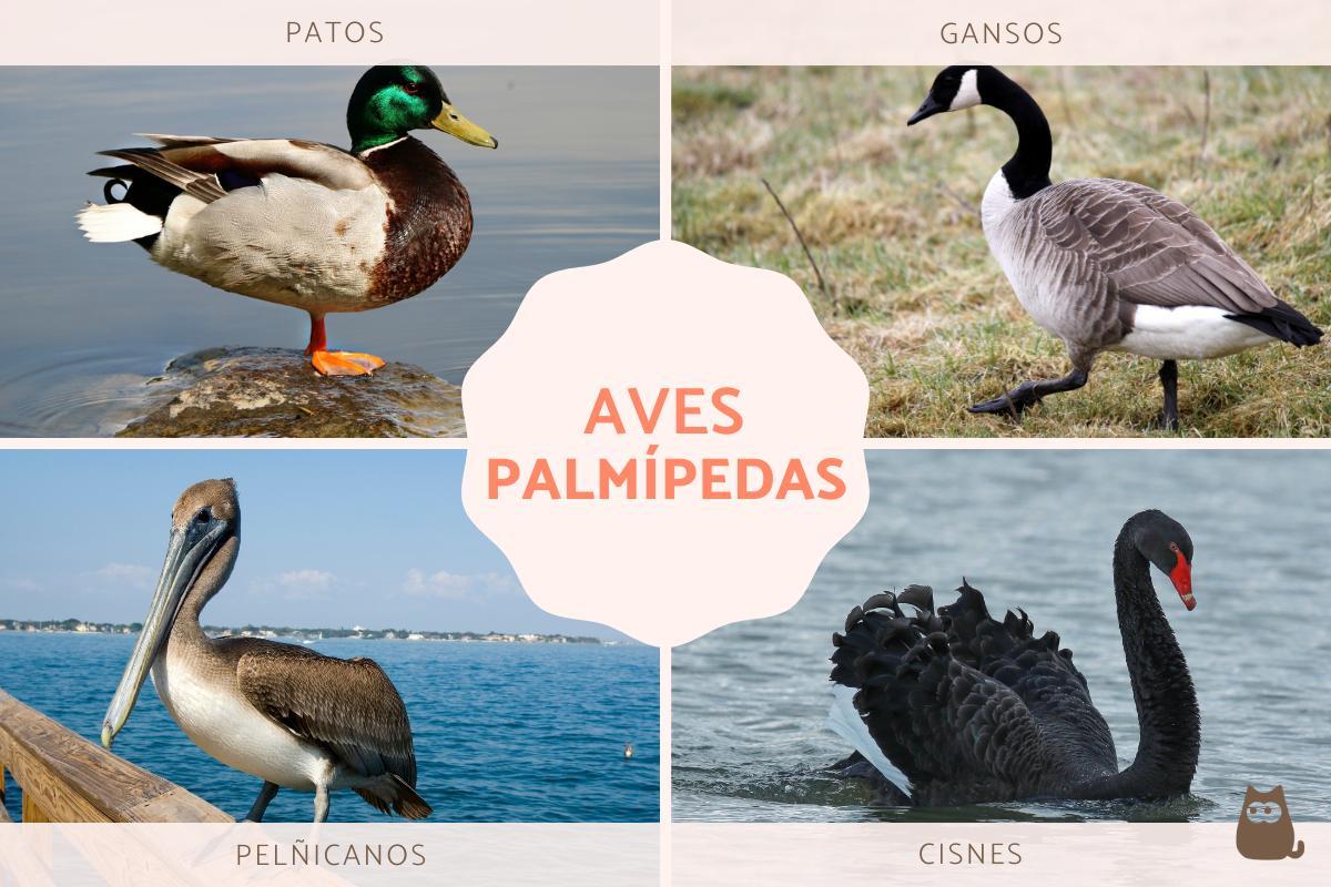 Why Do Birds Have Webbed Feet?